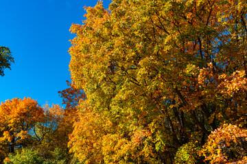 Fototapeta premium A walk in the deep woods on an October day!