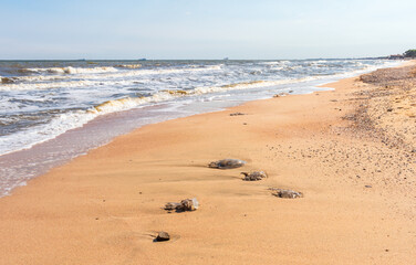 A dead jellyfish washed up on the shore. Jellyfish on the coast of the Sea of Azov. Worm-like filaments with poisonous stinging cells can cause painful injuries to people.