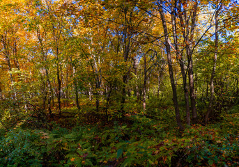 A walk in the deep woods on an October day!