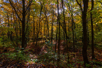 A walk in the deep woods on an October day!