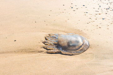 A dead jellyfish washed up on the shore. Jellyfish on the coast of the Sea of Azov. Worm-like filaments with poisonous stinging cells can cause painful injuries to people.
