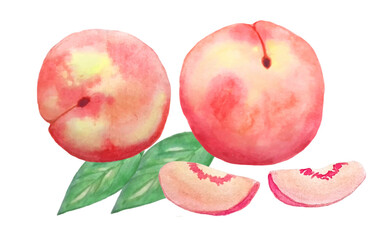 Watercolor collection with watercolor peach whole and sliced piece on white background. Vector illustration icon. Isolated vector element. Organic fruit banner.