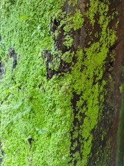 green moss on a tree