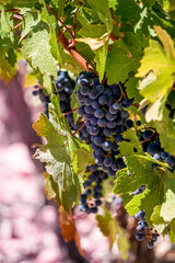 Vine grapes in the vineyard ready for the harvest