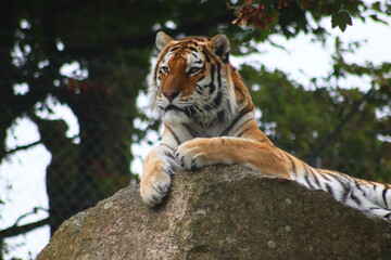 Pensive Tiger
