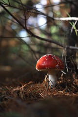Amanita muscaria, Fly Agaric, Fly Amanita. A red fly agaric with white spots in sunlight on forest floor. Outdoors. Close-up. Autumn background. 