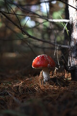 Amanita muscaria, Fly Agaric, Fly Amanita. A red fly agaric with white spots in sunlight on forest floor. Outdoors. Close-up. Autumn background. 