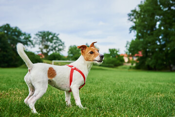 Active dog playing walking at green field, Jack Russell terrier portrait