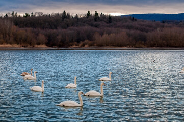 white swans group on the lake swim well under the bright sun