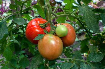 delicious and red tomatoes natural