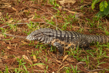 Um tegu caminhando no chão em um bosque. (Tupinambis merianae)