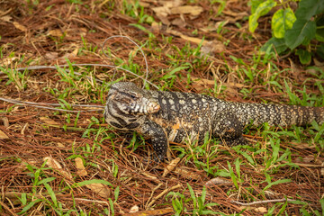 Um tegu caminhando no chão em um bosque. (Tupinambis merianae)