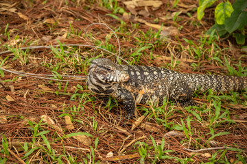 Um tegu caminhando no chão em um bosque. (Tupinambis merianae)