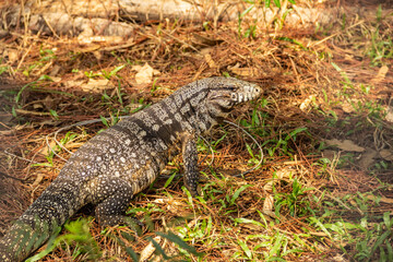 Um tegu caminhando no chão em um bosque. (Tupinambis merianae)