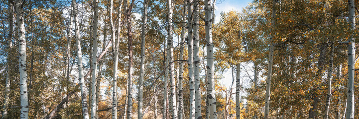 Autumn colors of aspen tree trunks and foliage at the Taylor Creek forest of lake Tahoe in Northern...