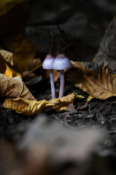 Two Inocybe geophylla paganka mushroom. Purple mushroom in autumn.