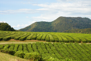 Fototapeta na wymiar Tea plantation in the mountains. Picturesque emerald tea rows on the slope. Copy space.