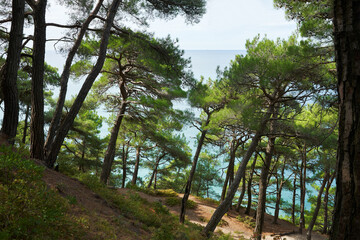 A steep slope with beautiful relict pines on a background of turquoise sea water. Descent to the Blue Abyss beach.