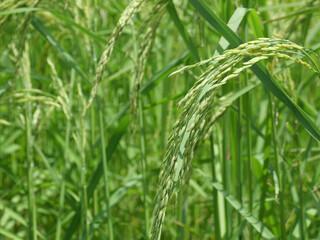 Close-up of a rice plant that is emerging with green rice grains in a field.