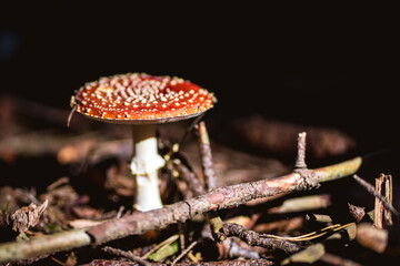 Red fly mushroom in forest isolated