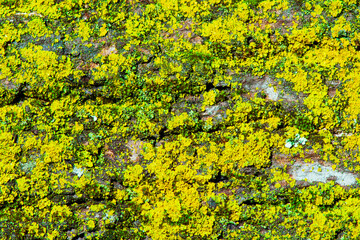 green and yellow lichen on a bark plant - textures and backgrounds - 537254384