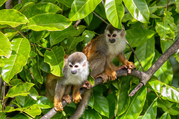 Cute playful Central American squirrel monkey (Saimiri oerstedii), Quepos, Costa Rica wildlife - obrazy, fototapety, plakaty