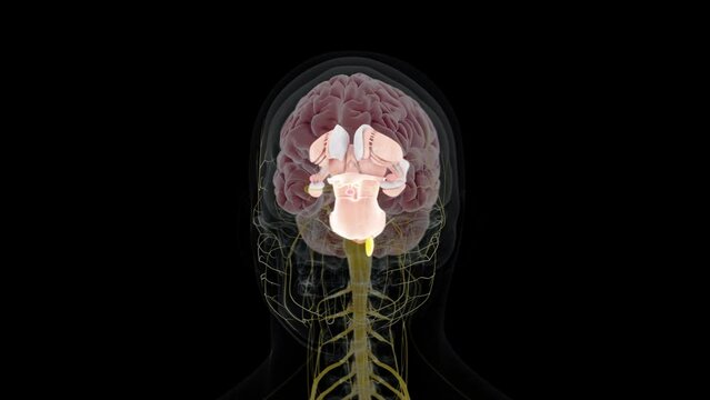 3d rendered animation of  the interior brain anatomy