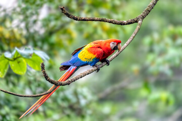 Scarlet macaw (Ara macao), perched on tree. Quepos, Wildlife and birdwatching in Costa Rica.