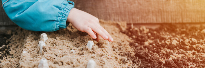 spring planting seeding in farm garden. little six year old kid boy farmer gardener plants and sow vegetable seeds in soil in bed. gardening and summer season in countryside village. banner. flare