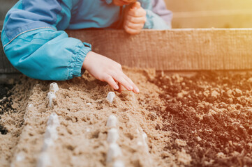 spring planting seeding in farm garden. little six year old kid boy farmer gardener plants and sow vegetable seeds in soil in bed. gardening and beginning summer season in countryside village. flare