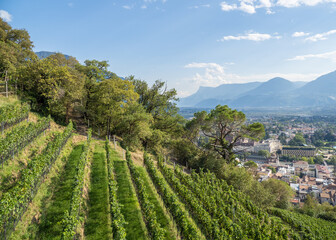 Fototapeta na wymiar vineyards of city Meran in South Tyrol, Italy