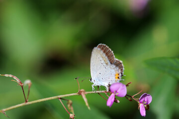 Short-tailed blue (Tsubameshijimicho, Everes argiades) butterfly on the Panicled Tick-Trefoil purple flower branch.