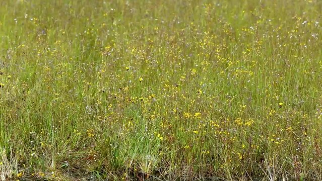 Utricularia delphinioides and Lentibulariaceae / Grass flower field found at Soisawan waterfall, Northeastern region of Thailand