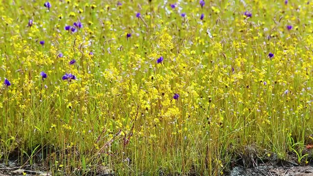 Utricularia delphinioides and Lentibulariaceae / Grass flower field found at Soisawan waterfall, Northeastern region of Thailand
