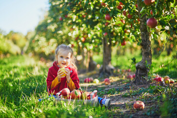 Adorable preschooler girl picking red and yellow ripe organic apples in orchard or on farm on a...