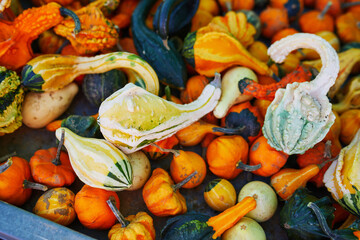 Many decorative pumpkins on display at the farmers market in France