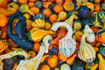 Many decorative pumpkins on display at the farmers market in France
