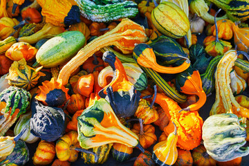 Many decorative pumpkins on display at the farmers market in France