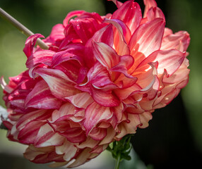 The flower in sunshine in garden
