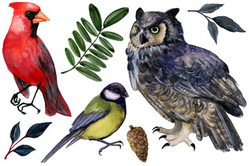 Witchy Winter watercolor set with birds and plants