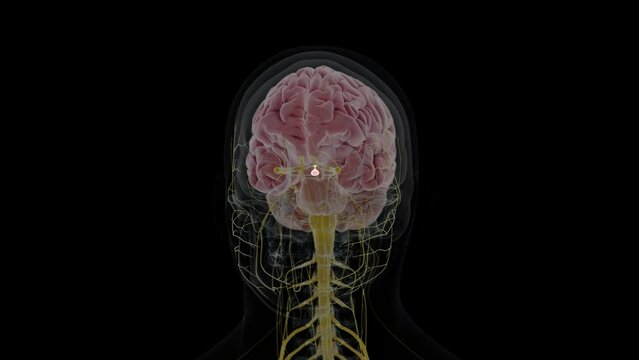 3d rendered animation of  the pituitary