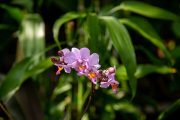 A sprig of purple orchid