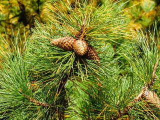 A few brown cones on the branch of a pine tree