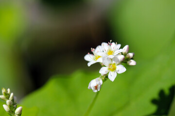Small cute white flower head of Soba (buckwheat, Fagopyrum esculentum), close up macro photography.