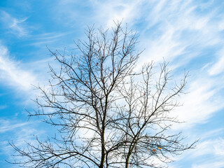 Trunk and branches of a tree without leaves against a blue sky