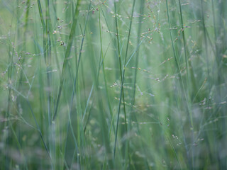 green grass in the sunlight