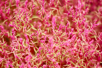 Fototapeta premium Summer cypress (Hokigi, Bassia scoparia), bright green and pink color young blooming flower texture. 