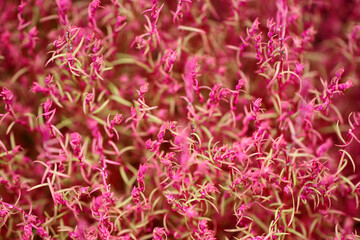 Summer cypress (Hokigi, Bassia scoparia), bright green and pink color young blooming flower...