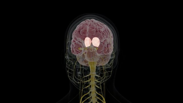 3d rendered animation of  the thalamus