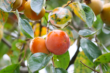 Branch with ripe red persimmon fruits under a sunny day.
